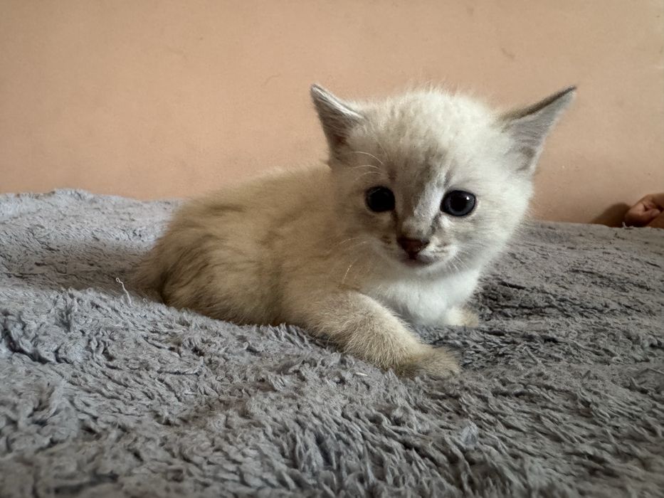 Котята 1000 тенге