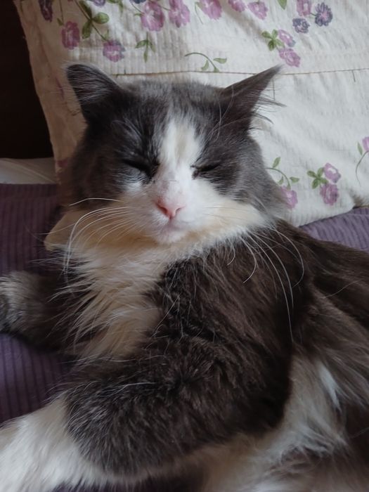 Котик Грей в добрые руки
