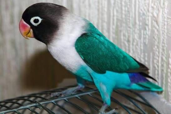 Неразлучники очень милые