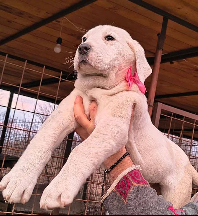 Pui Asia Centrală 1 femelă și 1 mascul ultimii