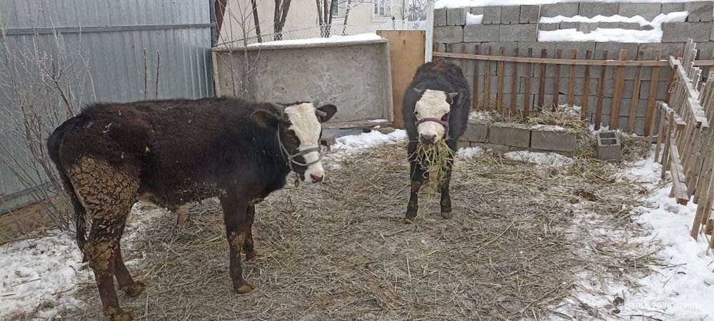 Продам б ы к о в