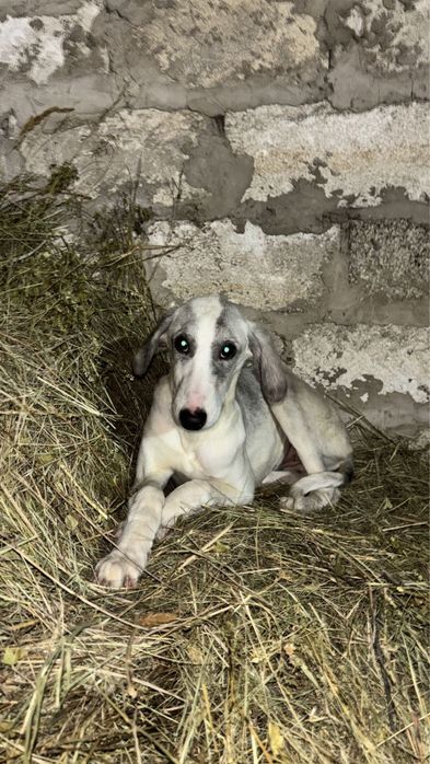 Грей тазы лар сатылат линия сы жаксв