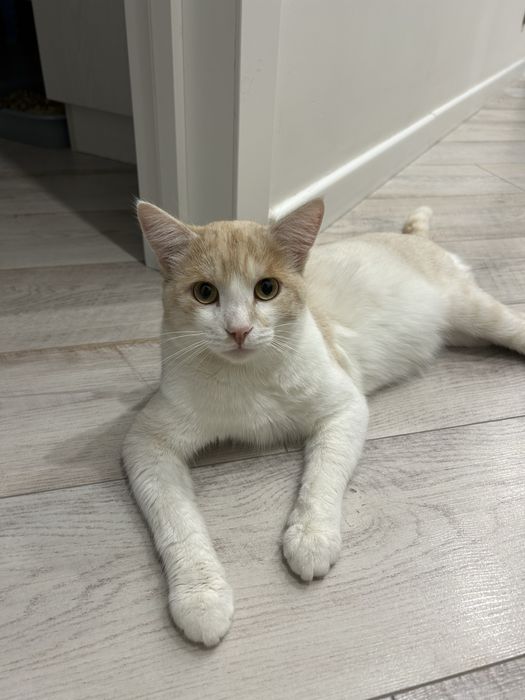 Котенок кот кошка