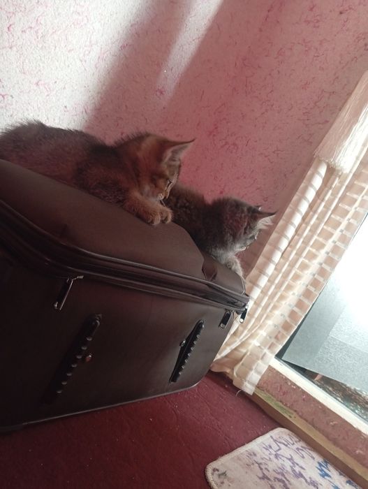 Zoti:shinshilla 2 ta mushuk