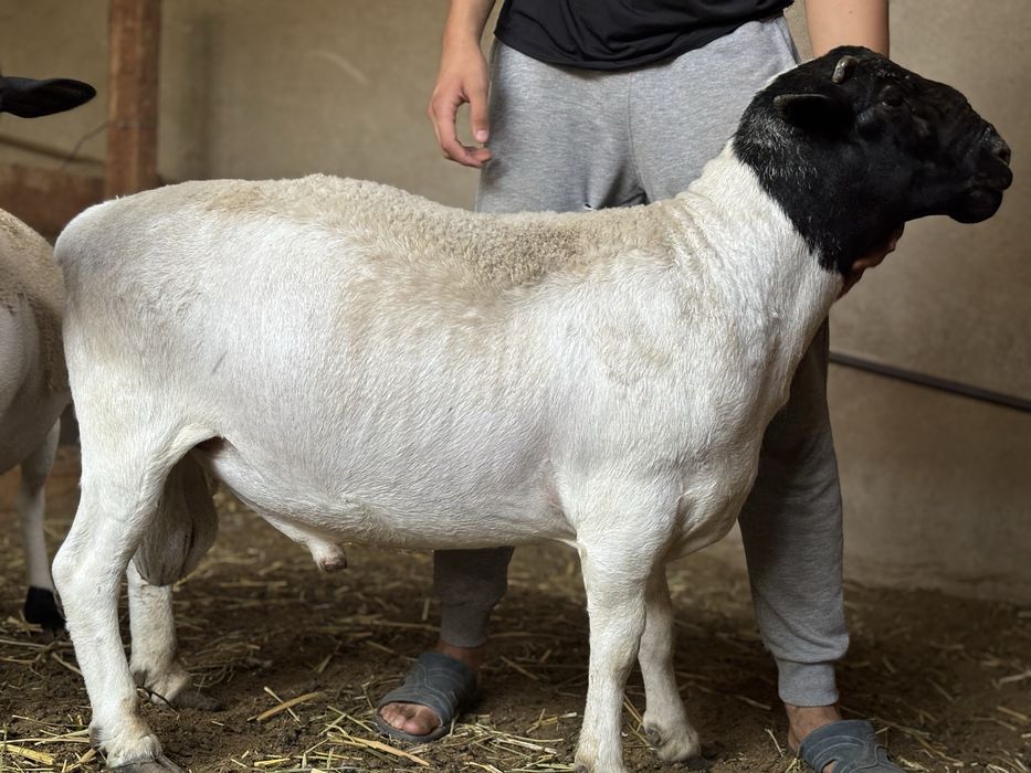 Дорпер баран КАЯ 2 года