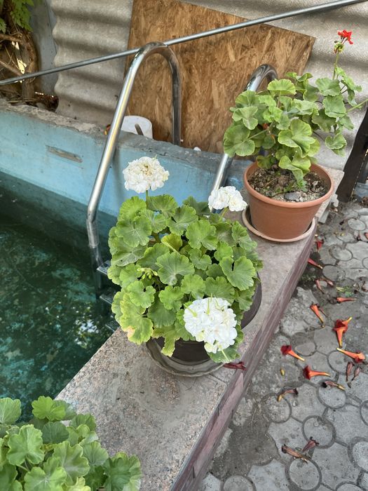 Продам комнвтные цветы