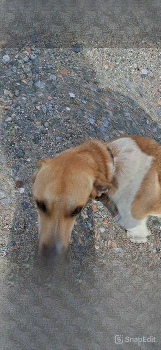 Пропал пес! Помогите найти!