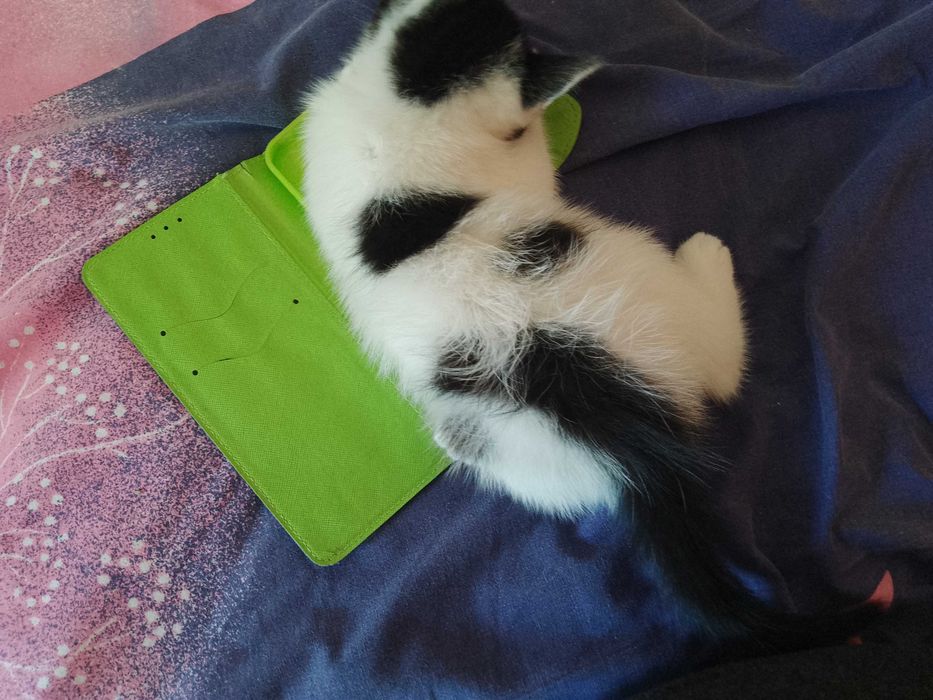 Подарявам малко котенце