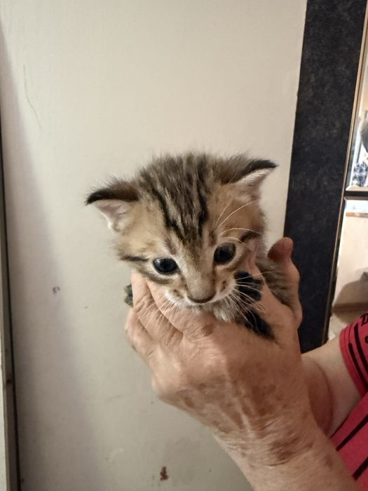 Отдаются котятки