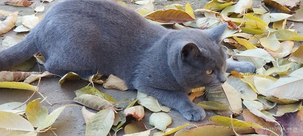 Mast rus tukli mushuklar