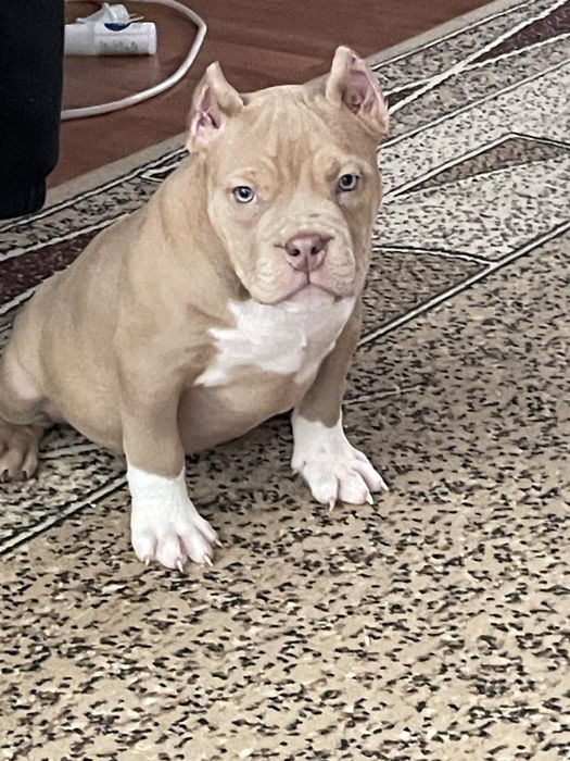 Щенки американский булли