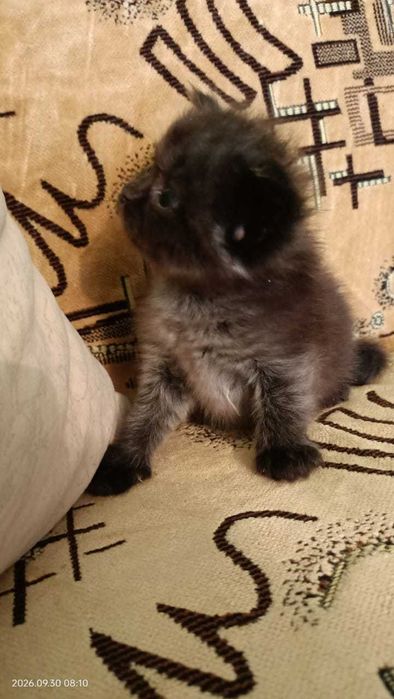 Породистые котята