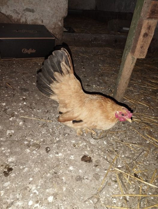 Găină Chabo Tineret