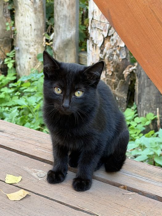 Отдам котят в добрые руки