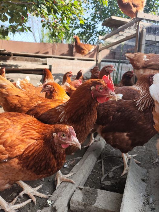 Продам кур ломанбраунов и домашние,шаверы,казаки тауык