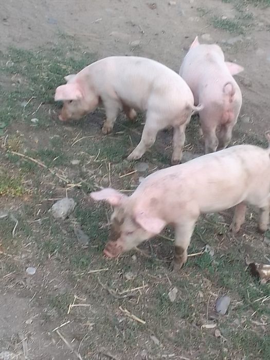 Продам поросят месячных
