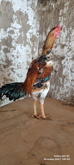 Qareya jujala sotladi