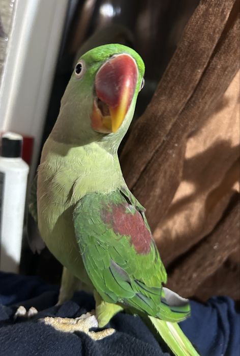 Papagal Marele Alexandru