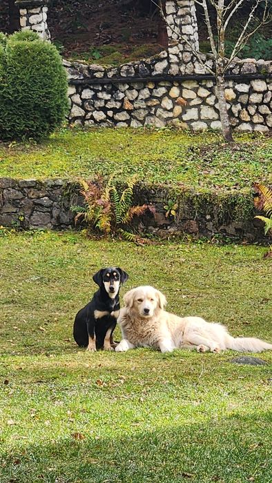 Catei pierduti sau abandonati !