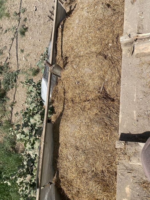 Салом самовывоз 10К