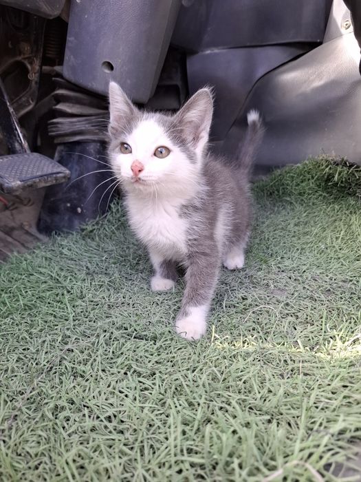 Катенок домашний