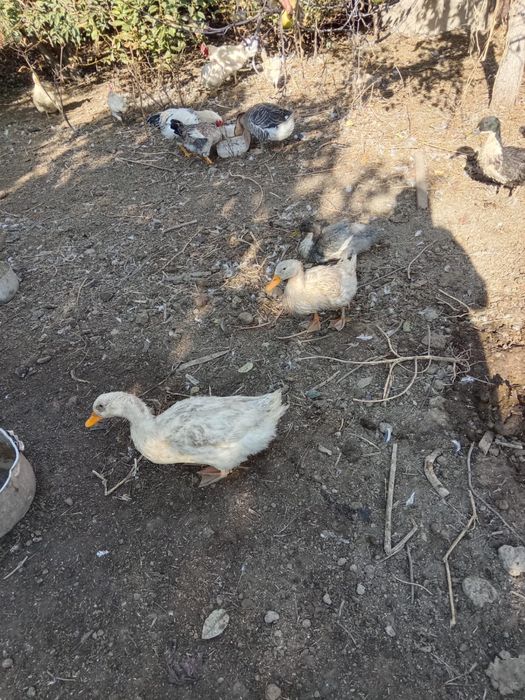 Продам утки срочно