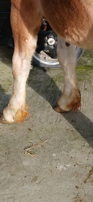 Vând Mânz De 5 Luni