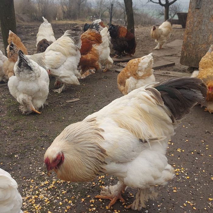Cocoși și găini Brahma 10 luni – talie mare, pentru reproducere