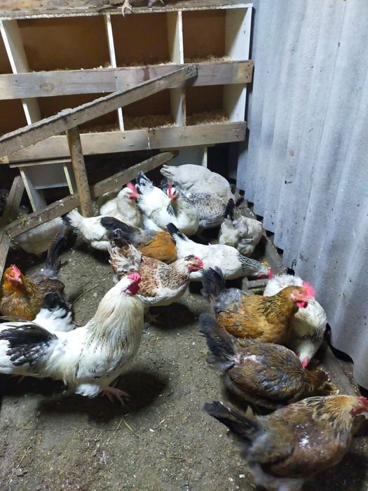 Яйца  инкубационный