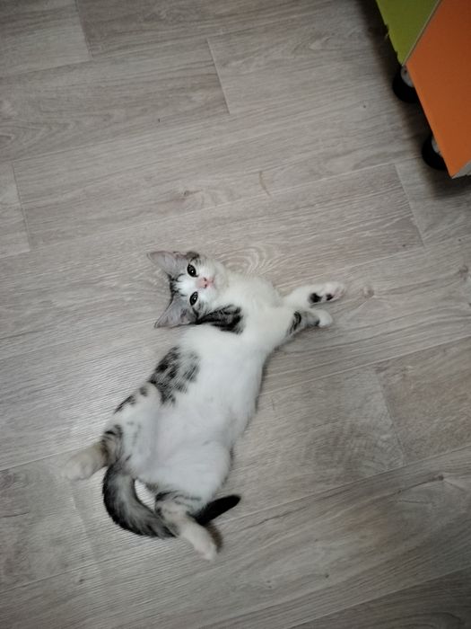 Котенок бесплатно