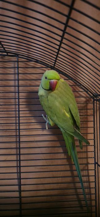 Papagal Micul Alexander,mascul, numele lui este Rico