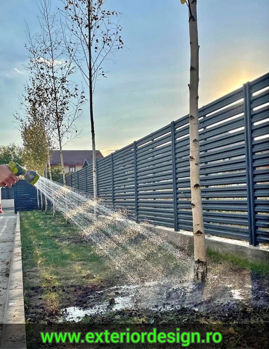 Tei argintiu mirositor , Platani, Steja, Mesteacăn decorativ alb