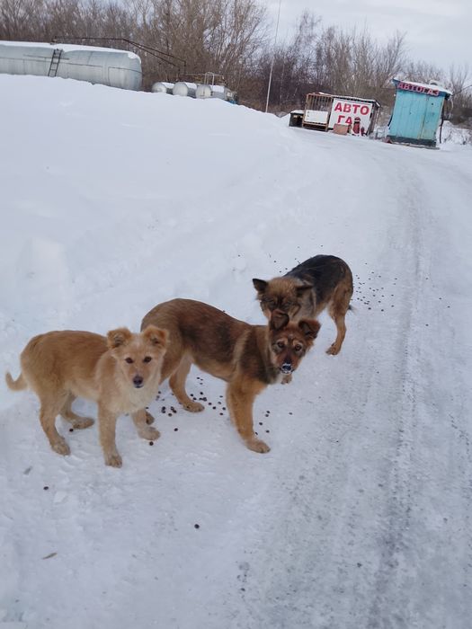 Пристраиваются щенки в добрые руки