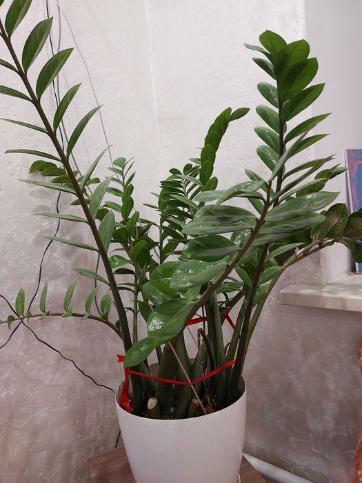 Продам цветок долларовый дерево