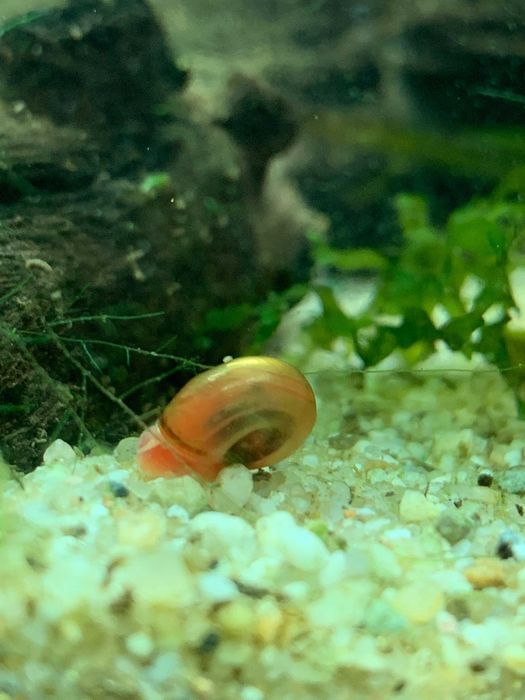 plante plutitoare pentru acvariu