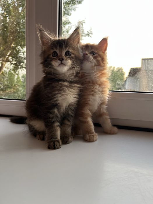 Котята мейнкун два месяца, рыжий мальчик и девочка