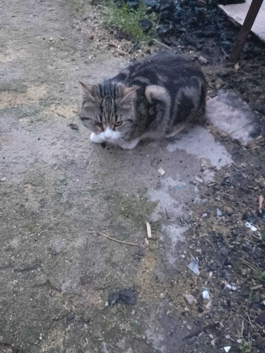 Подарявам котета