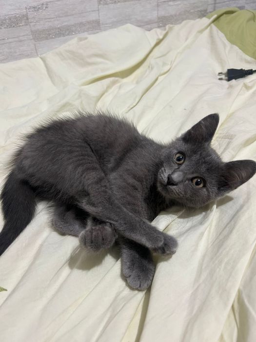 Отдам котенка мальчик
