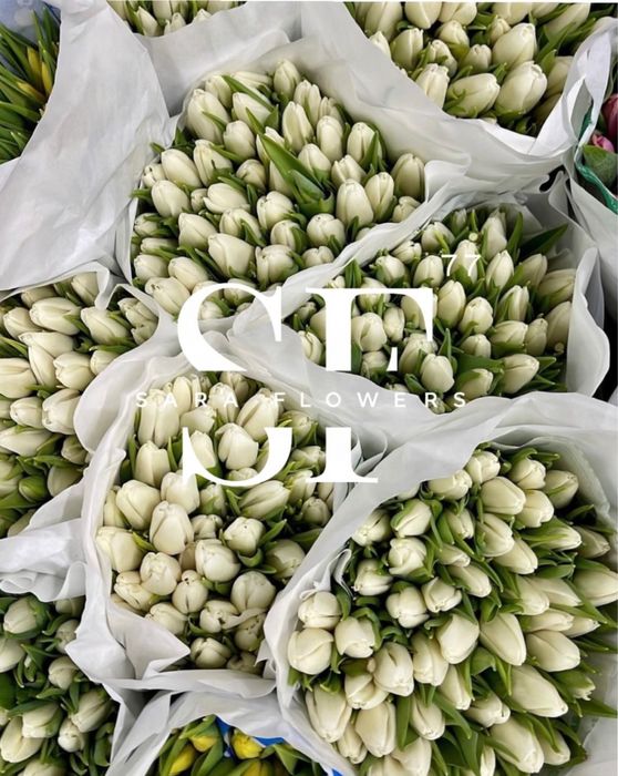 Свежие тюльпаны по супер-цене сегодня!