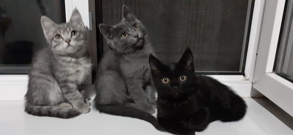 Отдаются милые котята в добрые руки!