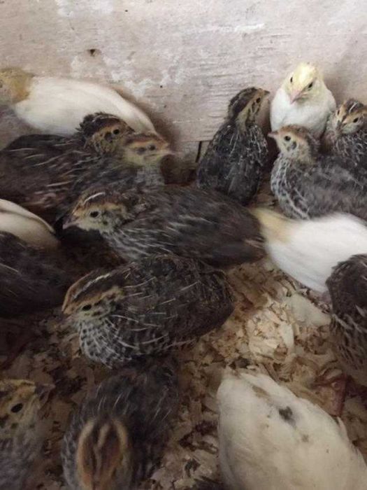 Vand prepelite japoneze si oua de consum