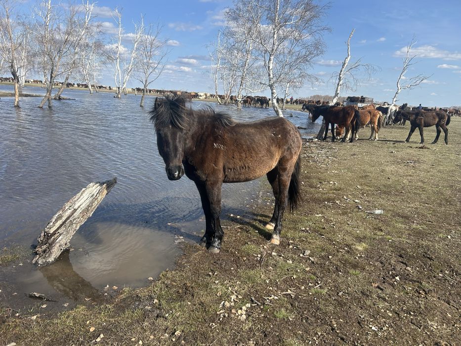 2ки бие 1байтал