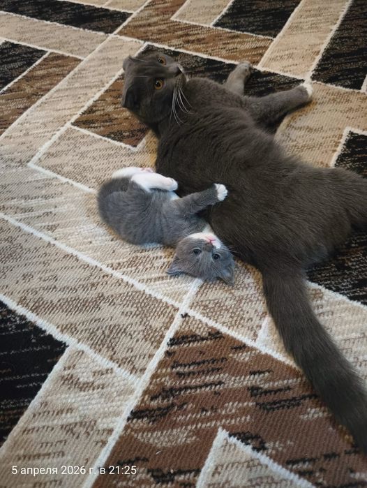 Отдам кошечку серую, 2 мес.