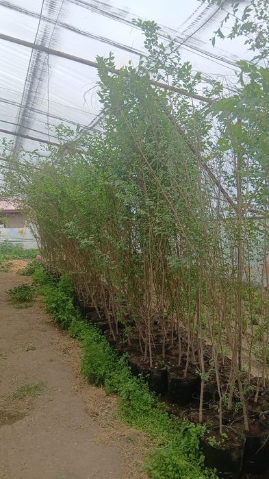 Карагач на продажу