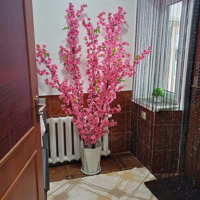 Красивые деревья Сакуры