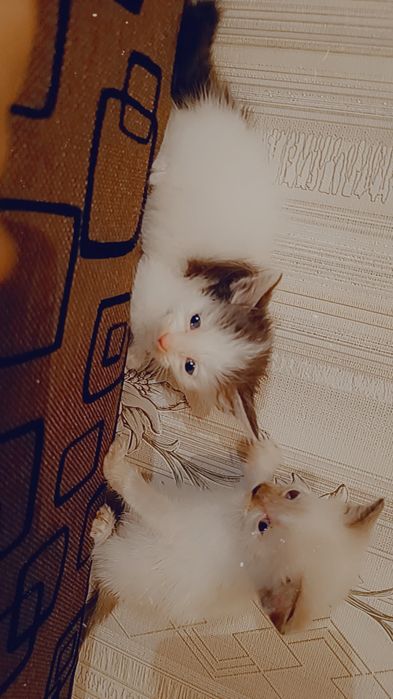 Отдам котят  в добрые руки