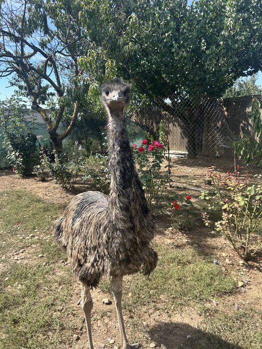 Păsări Emu de vânzare