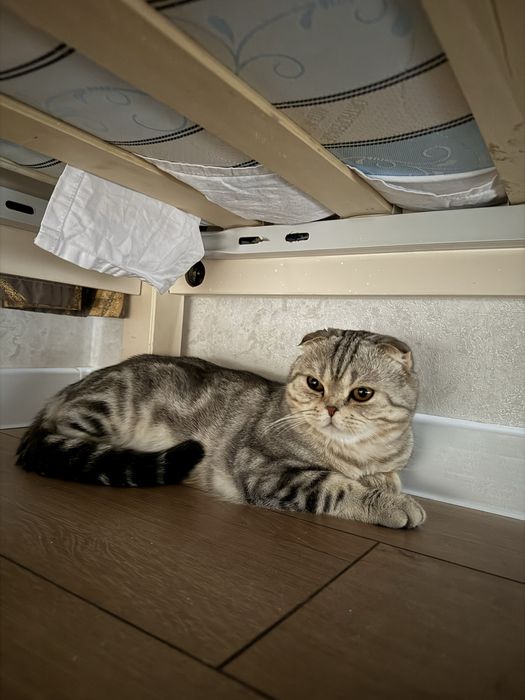 Кот вислоухая шиншилла