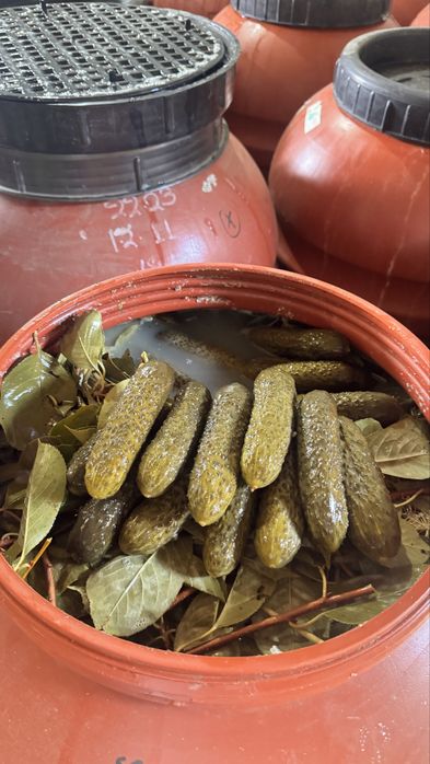 Castraveti murati