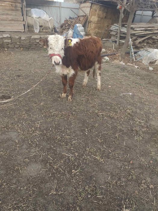 Бука симентал сотилади малумотлар телда